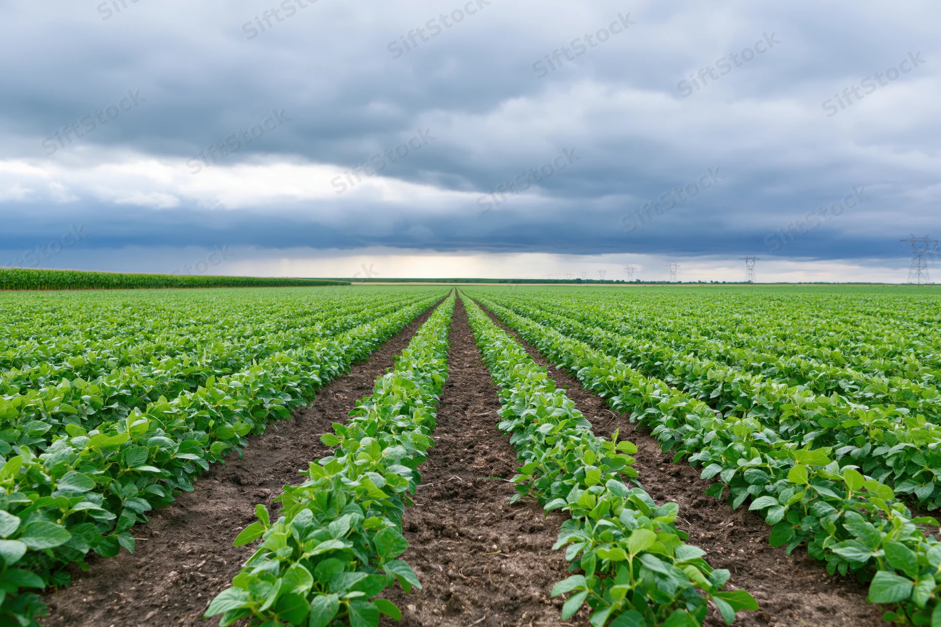 Rows of young soybean plants stretching to the horizon across a vast cultivated field under an overcast sky
