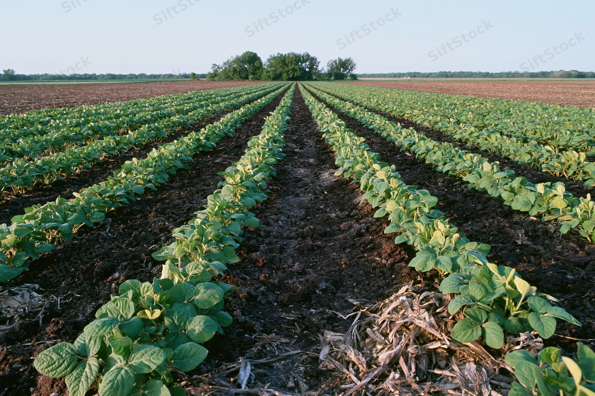 Rows of young soybean plants growing in neat lines across a farm field under a clear sky