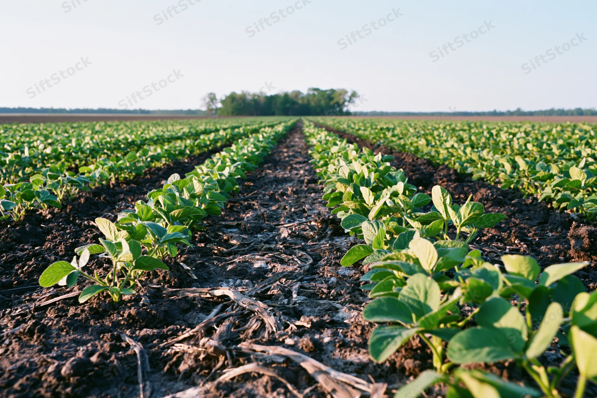 Rows of young soybean plants growing in a field stretching toward the horizon