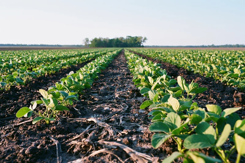 Rows of young soybean plants growing in a field stretching toward the horizon