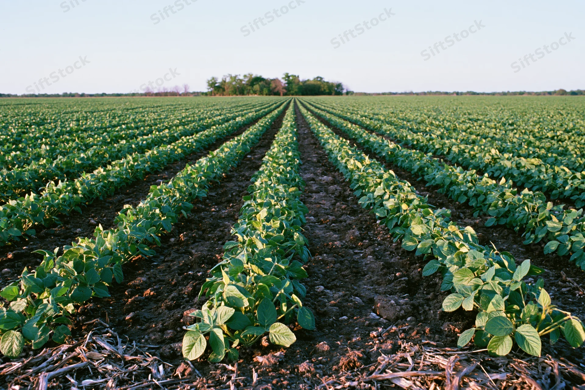 Rows of young soybean plants growing in a field stretching toward the horizon