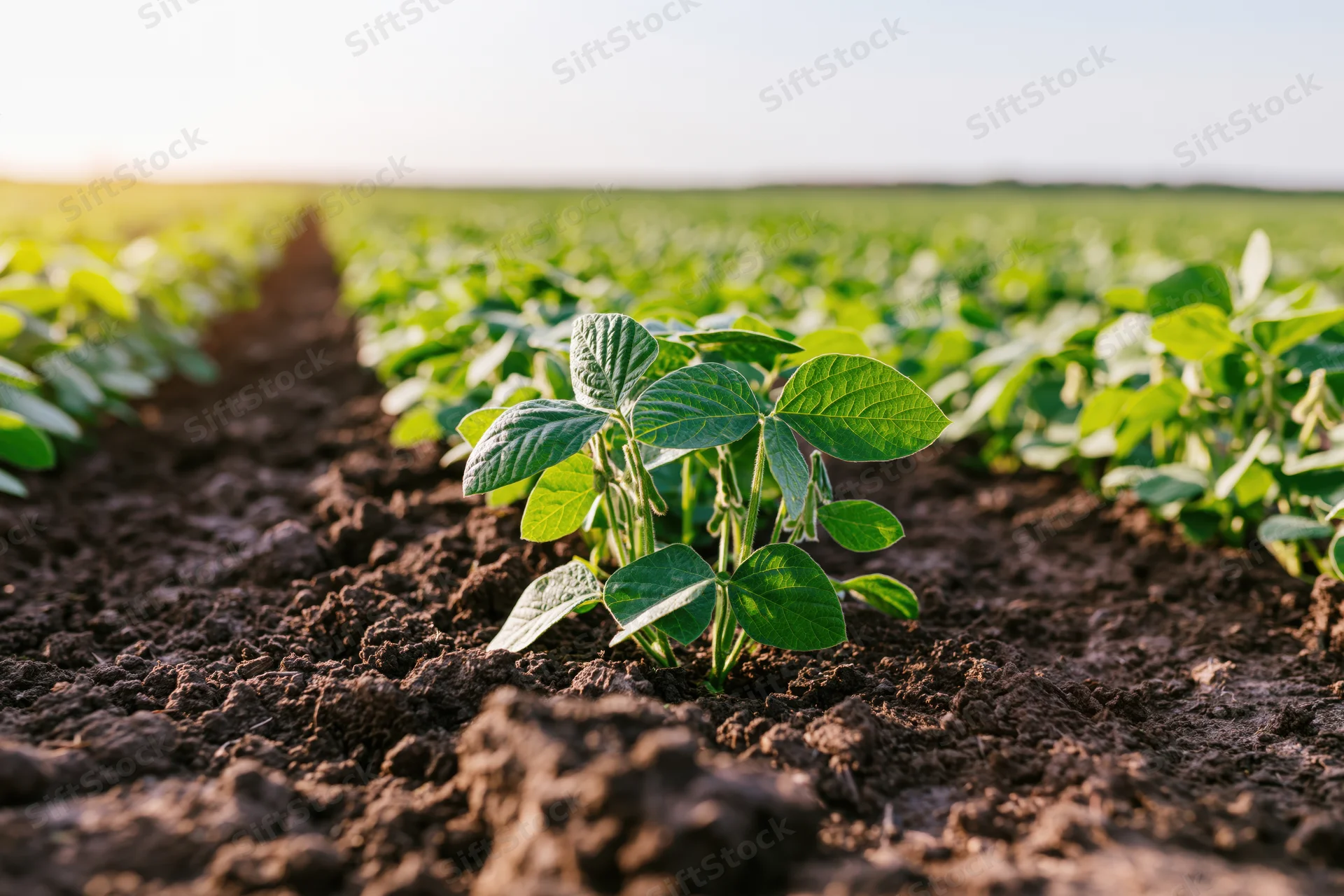 Young soybean seedlings growing in rows in dark tilled soil at sunrise