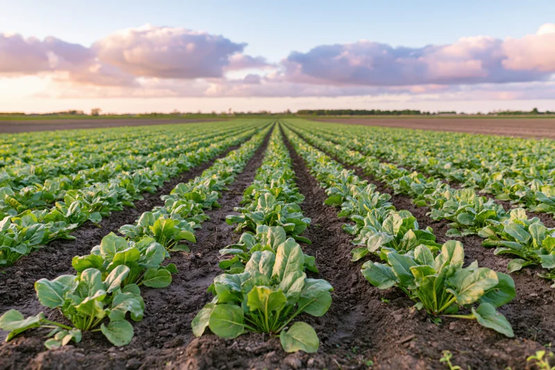 Rows of young sugar beet plants growing in a field stretching to the horizon under a cloudy sky at sunset