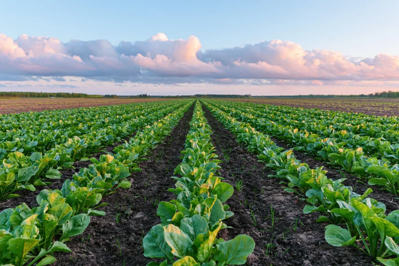 Rows of young sugar beet plants growing in a field under a cloudy sky at sunset