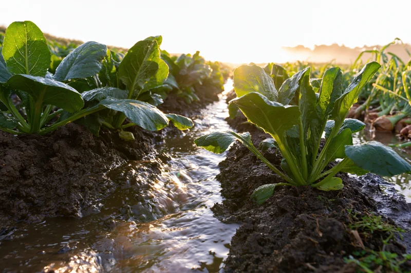 Rows of young vegetable seedlings growing in a field with water flowing between them during sunrise