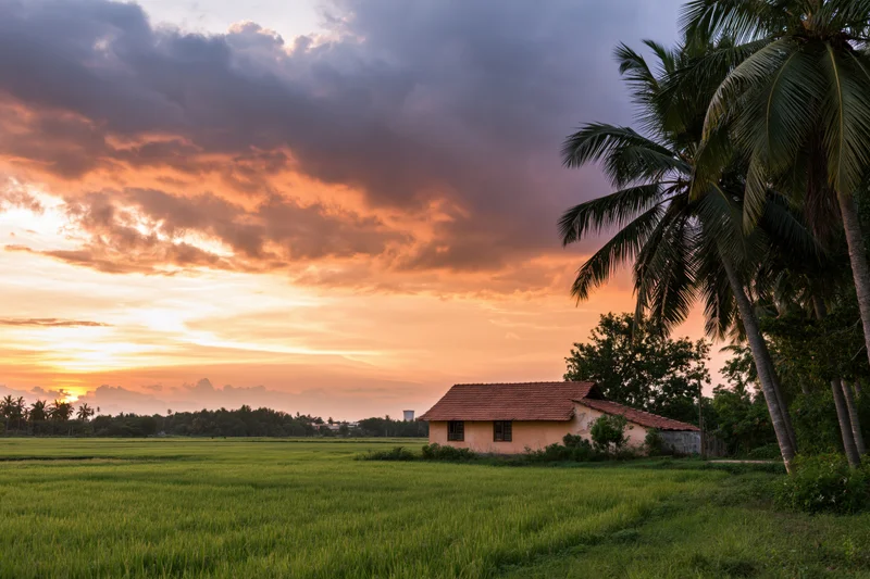Sunset over a rural southasian landscape with a low farmhouse beside a rice field and palm trees