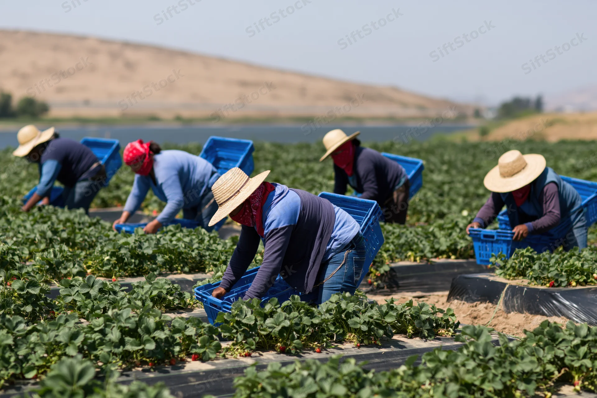 Farmworkers harvesting strawberries in a field with blue baskets and straw hats