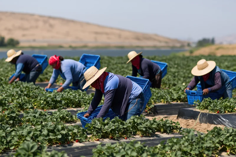 Farmworkers harvesting strawberries in a field with blue baskets and straw hats