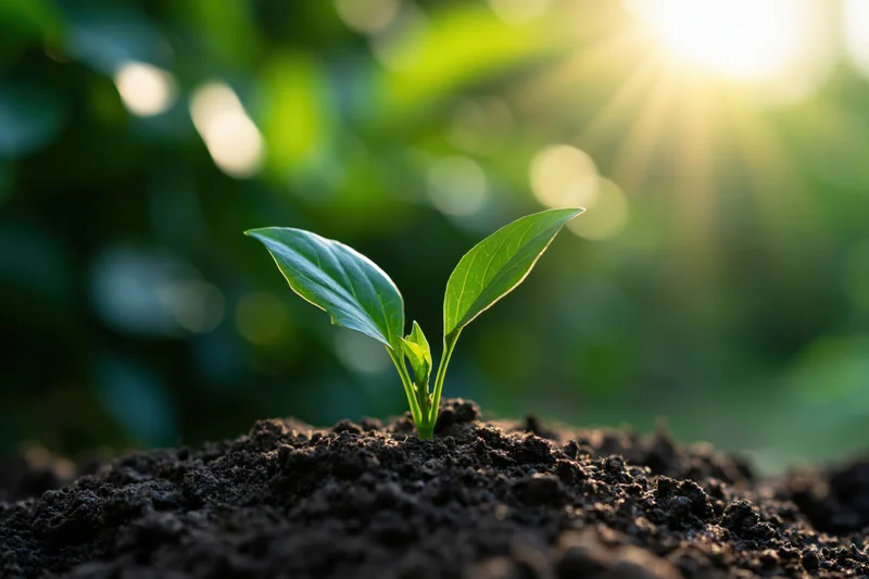 Small green seedling emerging from dark soil with sunlight in background