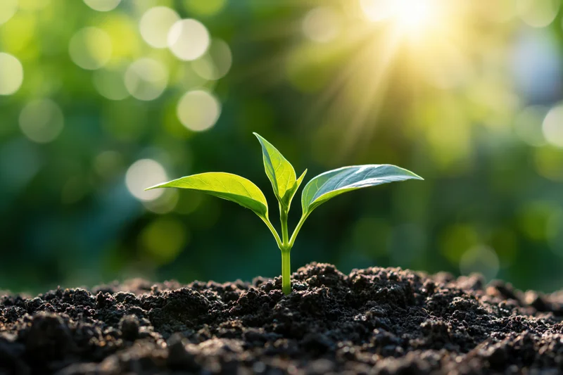 Small green seedling emerging from dark soil with sunlight in background