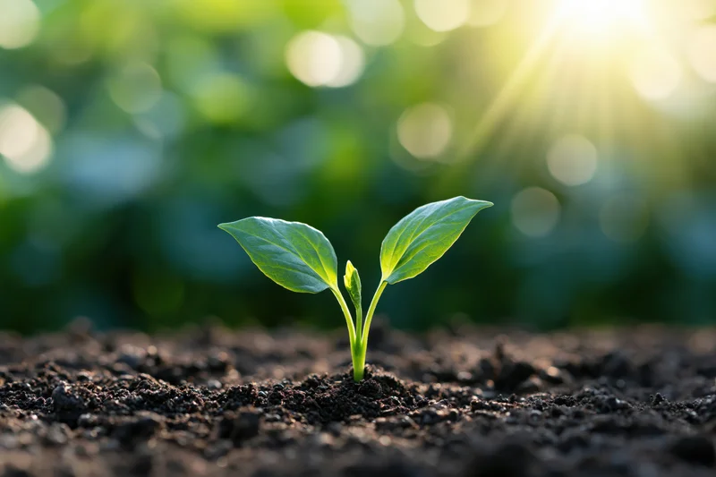 Small green seedling emerging from dark soil with sunlight in background