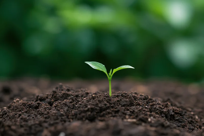 Small green seedling emerging from dark soil in a garden setting