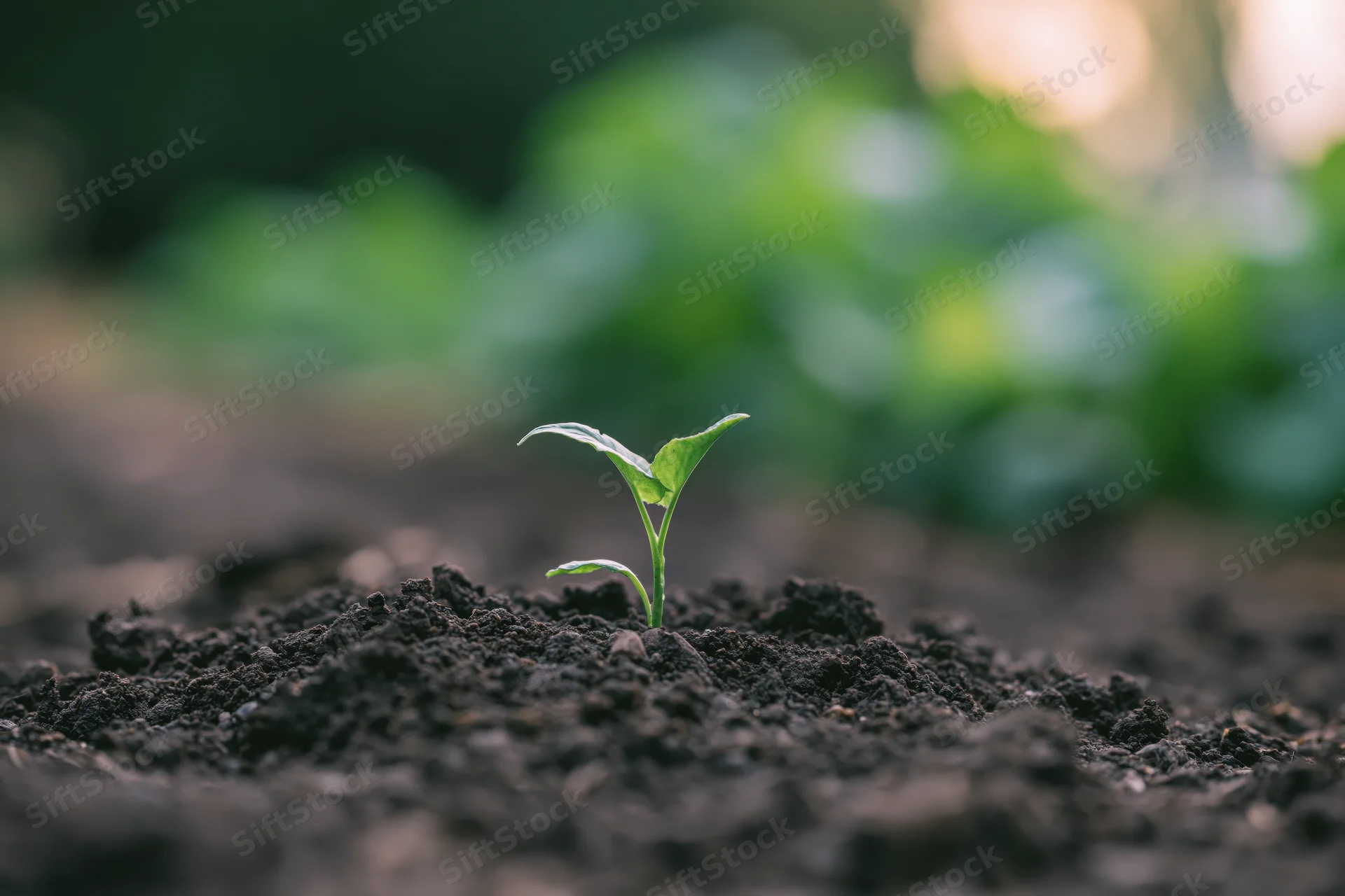 Small green seedling emerging from dark soil in a garden bed