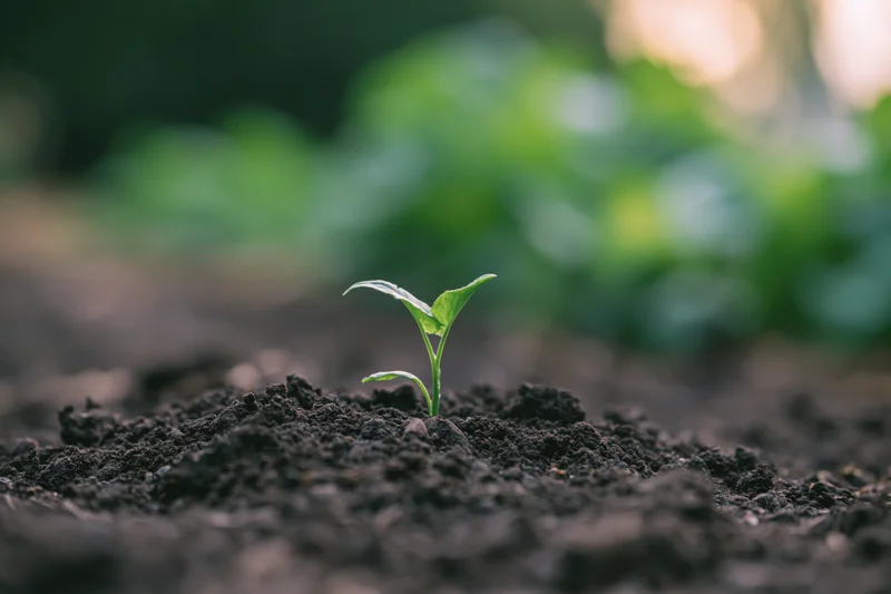 Small green seedling emerging from dark soil in a garden bed