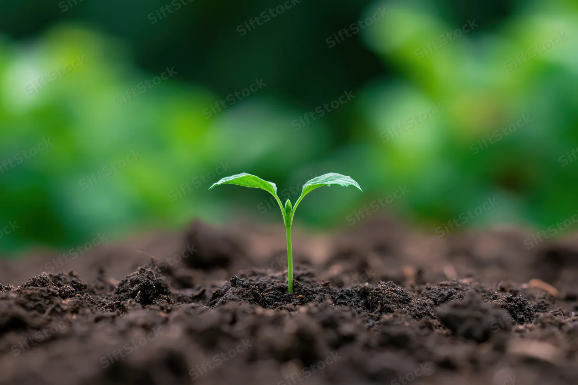 Small green seedling emerging from dark soil in a garden setting