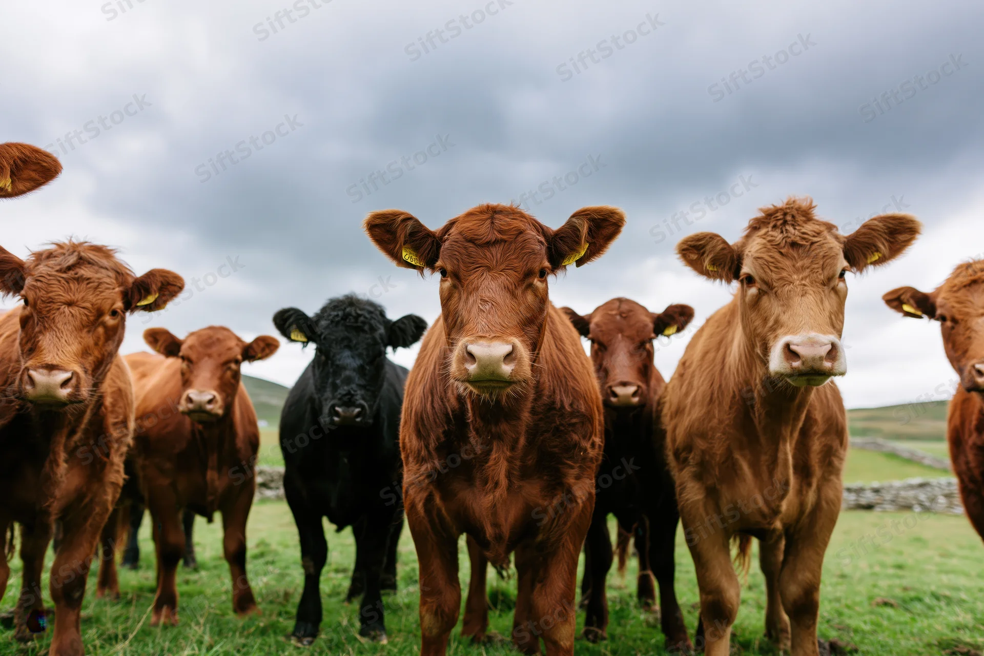 Herd of brown and black beef cattle standing close in a grassy pasture under cloudy sky