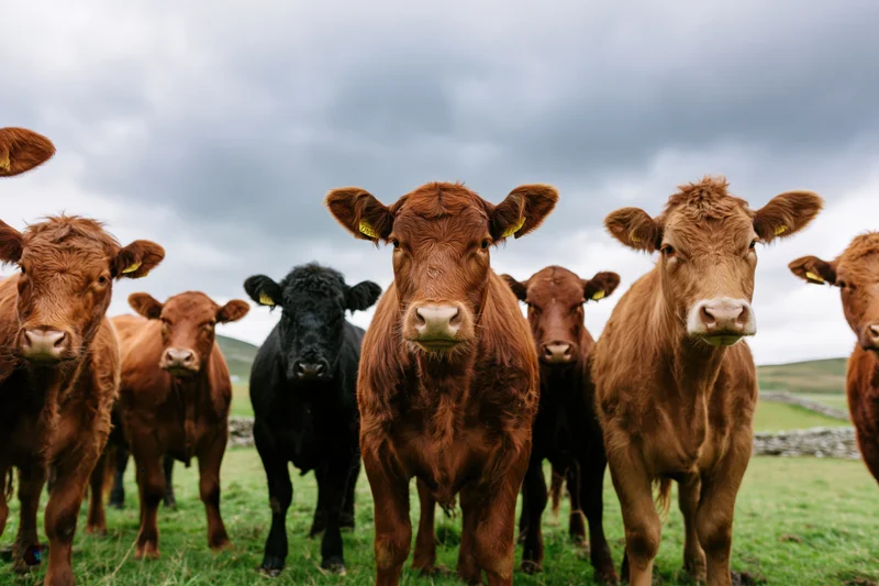 Herd of brown and black beef cattle standing close in a grassy pasture under cloudy sky