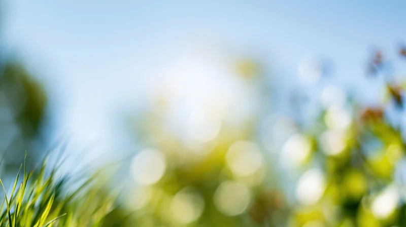 Blurred green grass and foliage under bright midday sun with bokeh effect in natural outdoor setting
