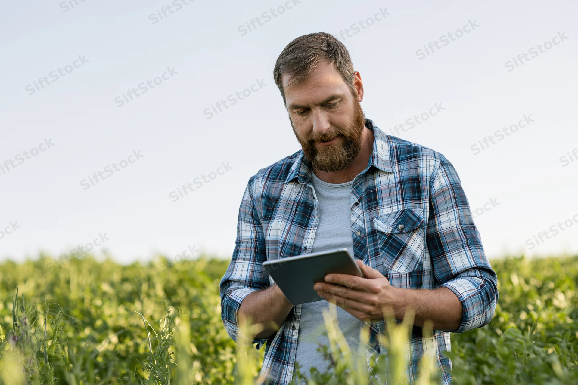 Man using tablet while standing in a green crop field