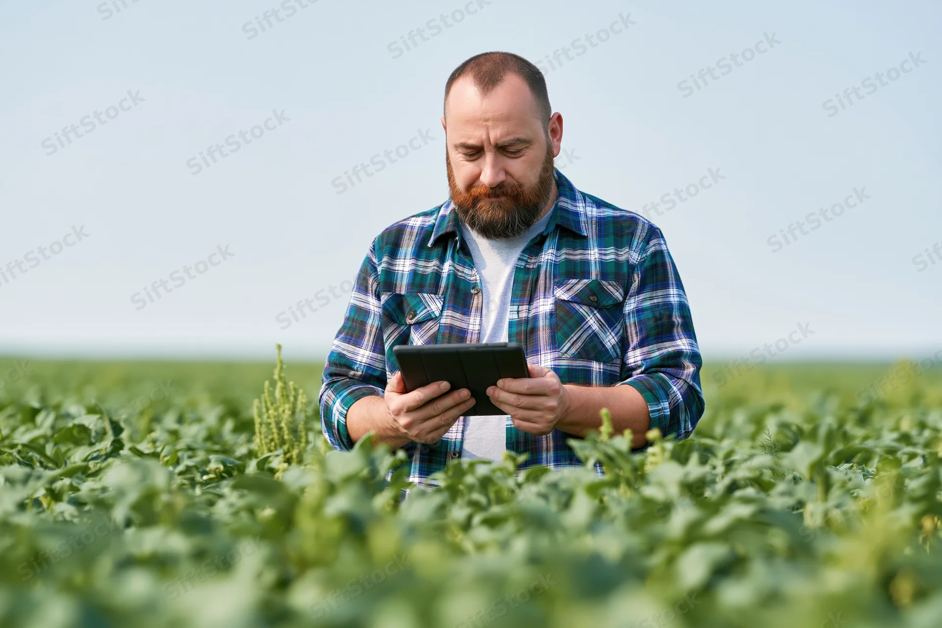 Farmer using tablet for crop inspection in a green field