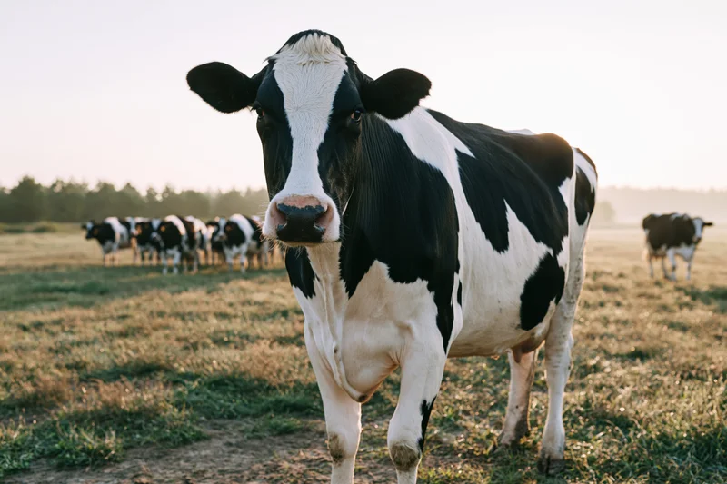 Black-and-white cow standing in a grassy field with herd in background during golden hour