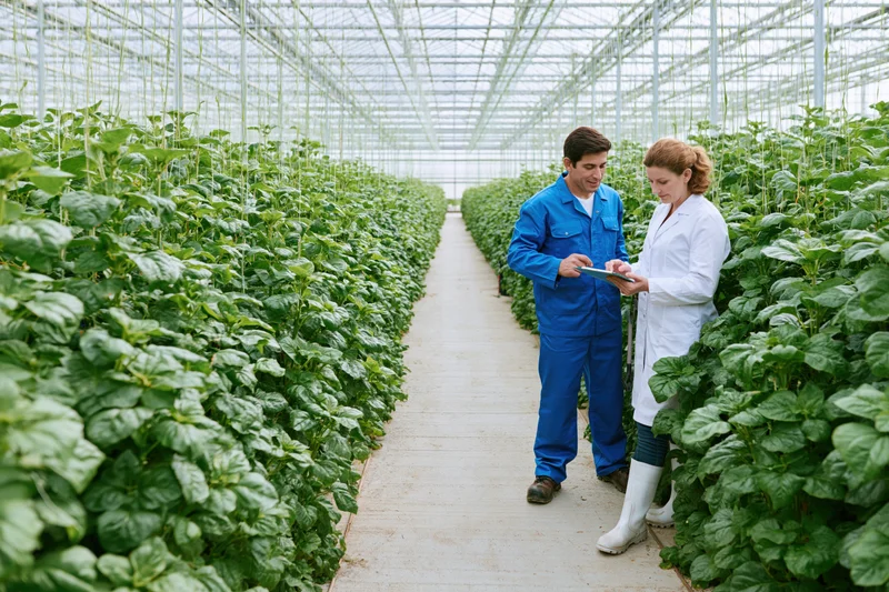 Two scientists inspecting plants in a greenhouse using a tablet