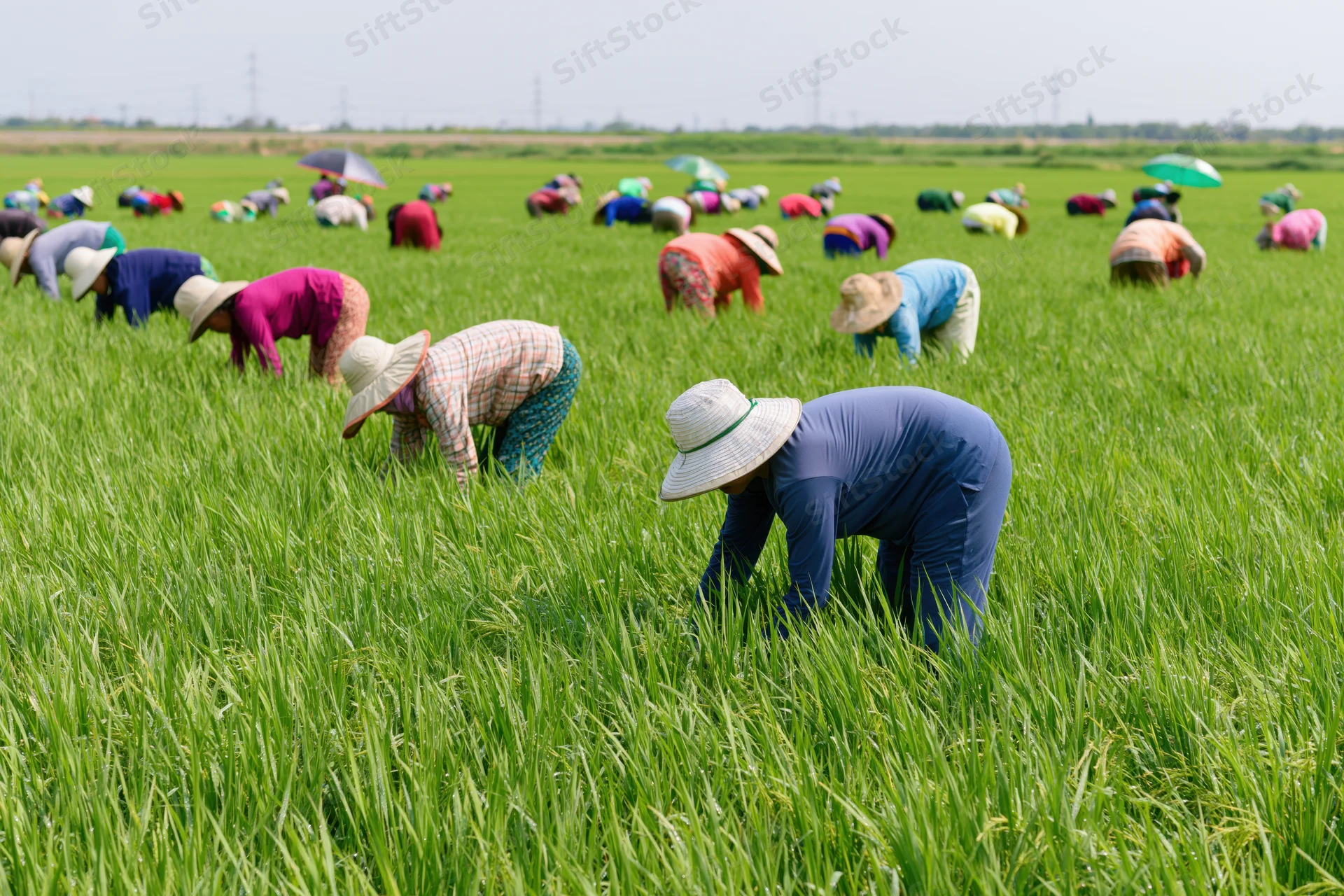 Women farmers bending over in a green rice paddy field during daytime work