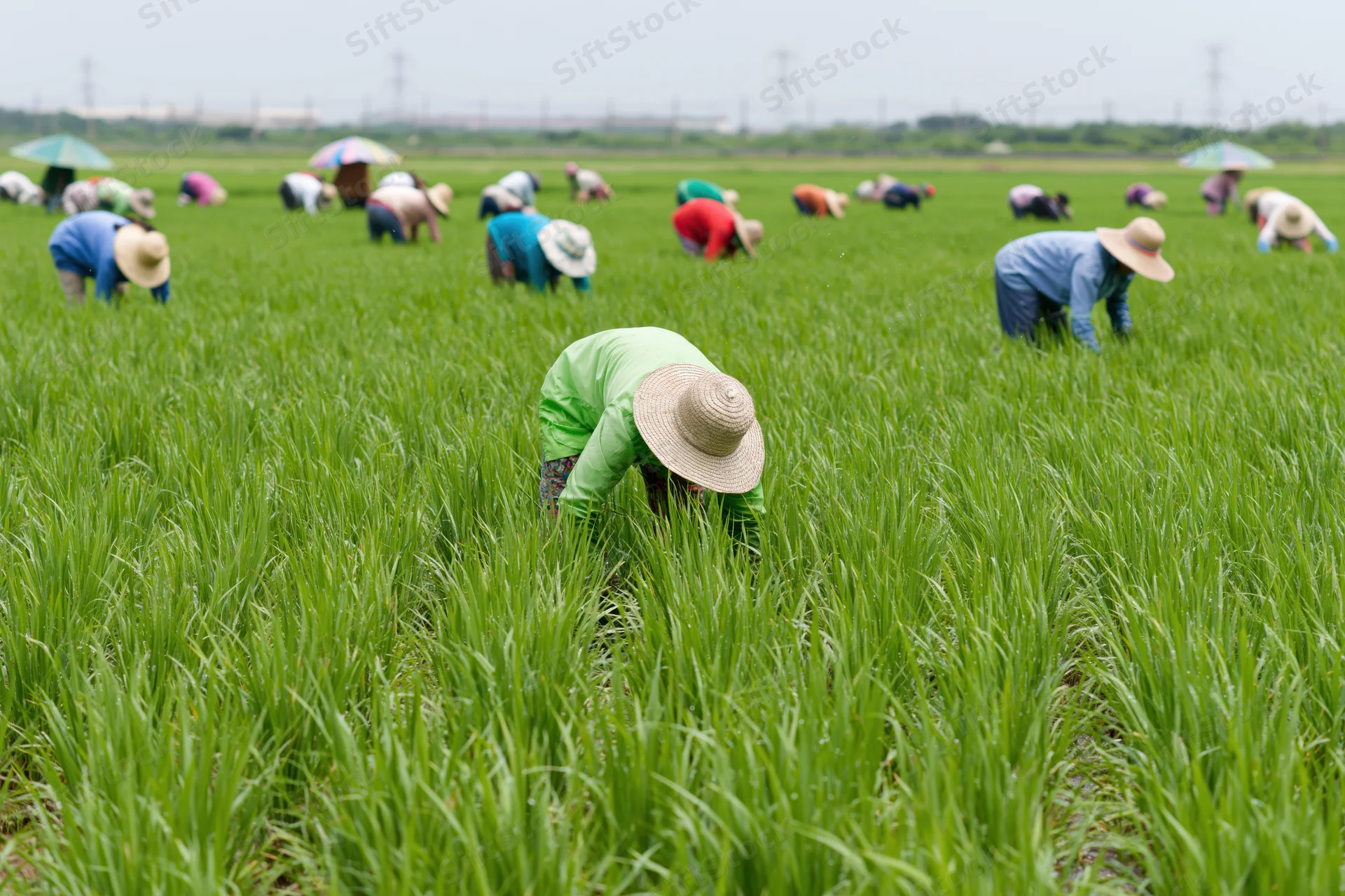 Farmers bending over in a green rice paddy field during planting season