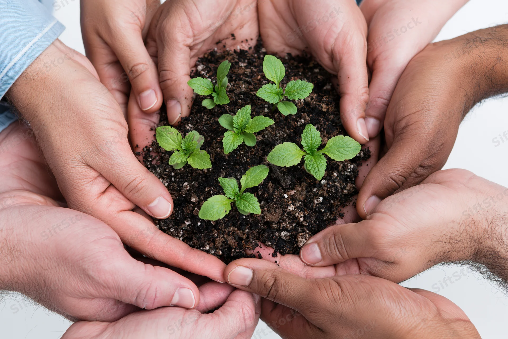 Multiple hands cradling a small plant growing in soil against a white background