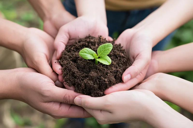 Multiple hands cradling a small green plant in soil outdoors