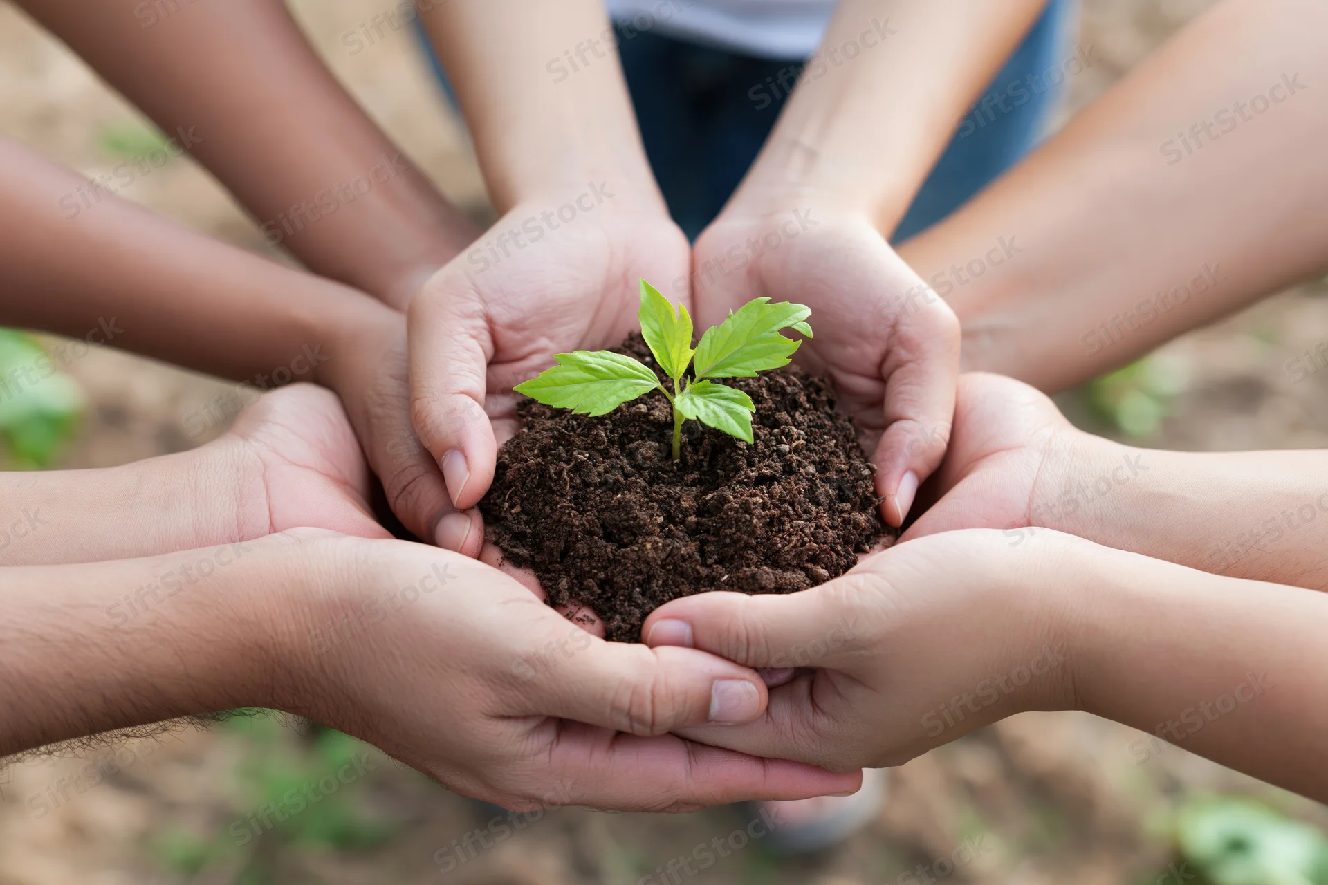 Multiple hands cupping a small green plant in soil outdoors