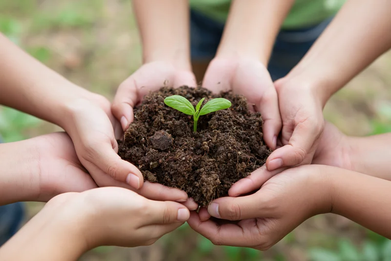 Children's hands holding soil with a small green sprout in a circle outdoors
