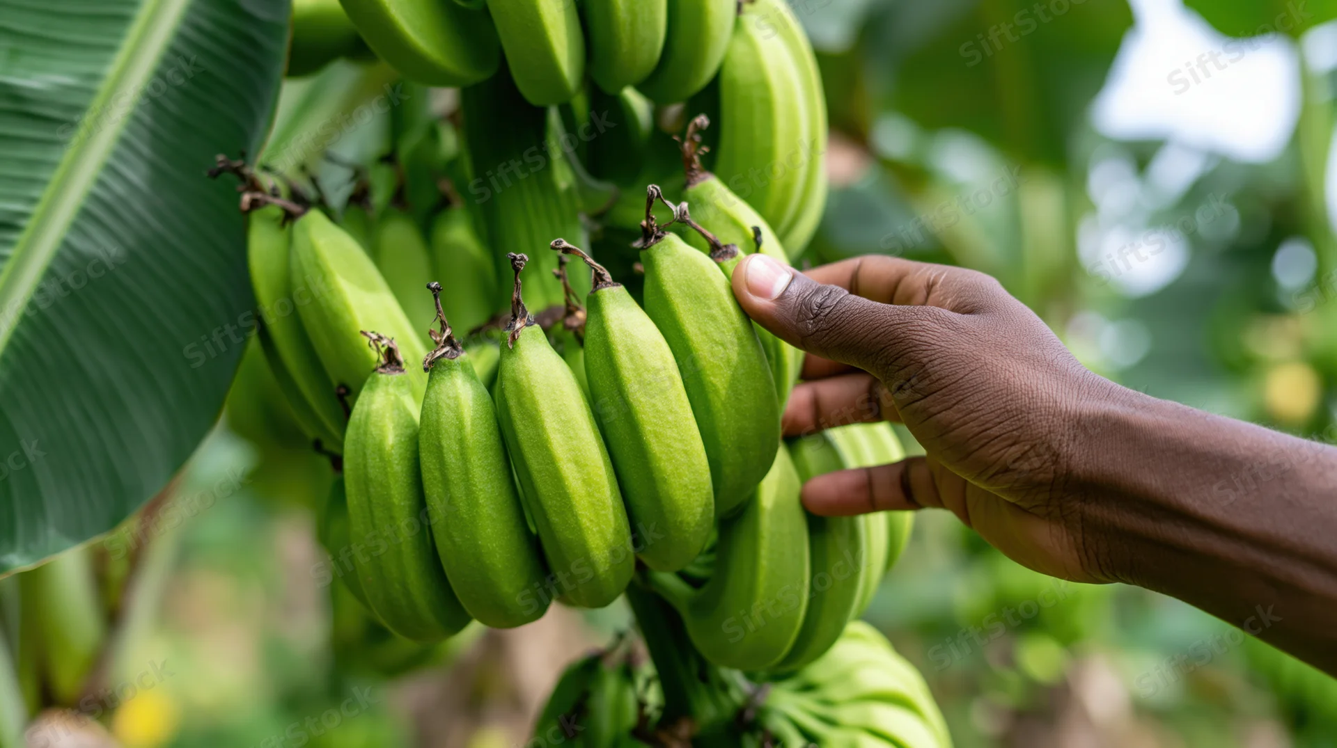 Hand touching green bananas on a tree in a tropical farm