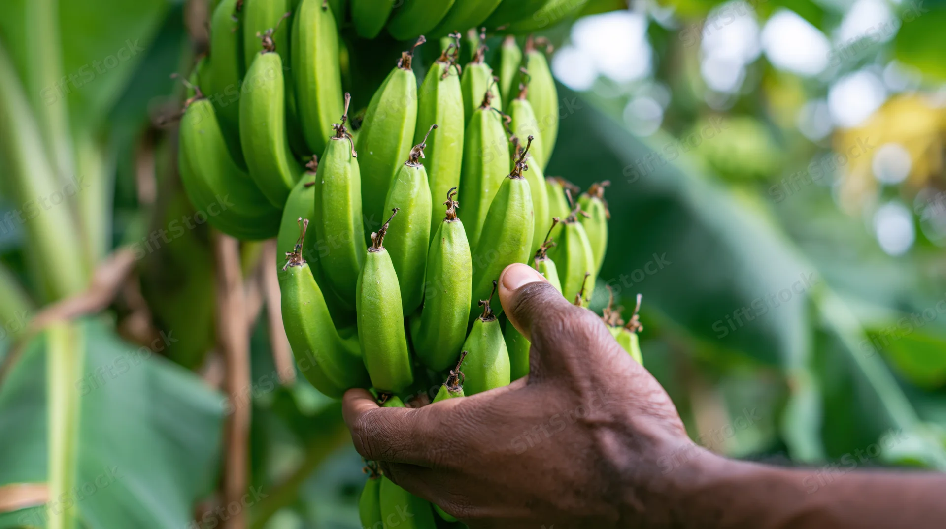 A farmer's hand touching a bunch of green bananas on a tree in a tropical plantation
