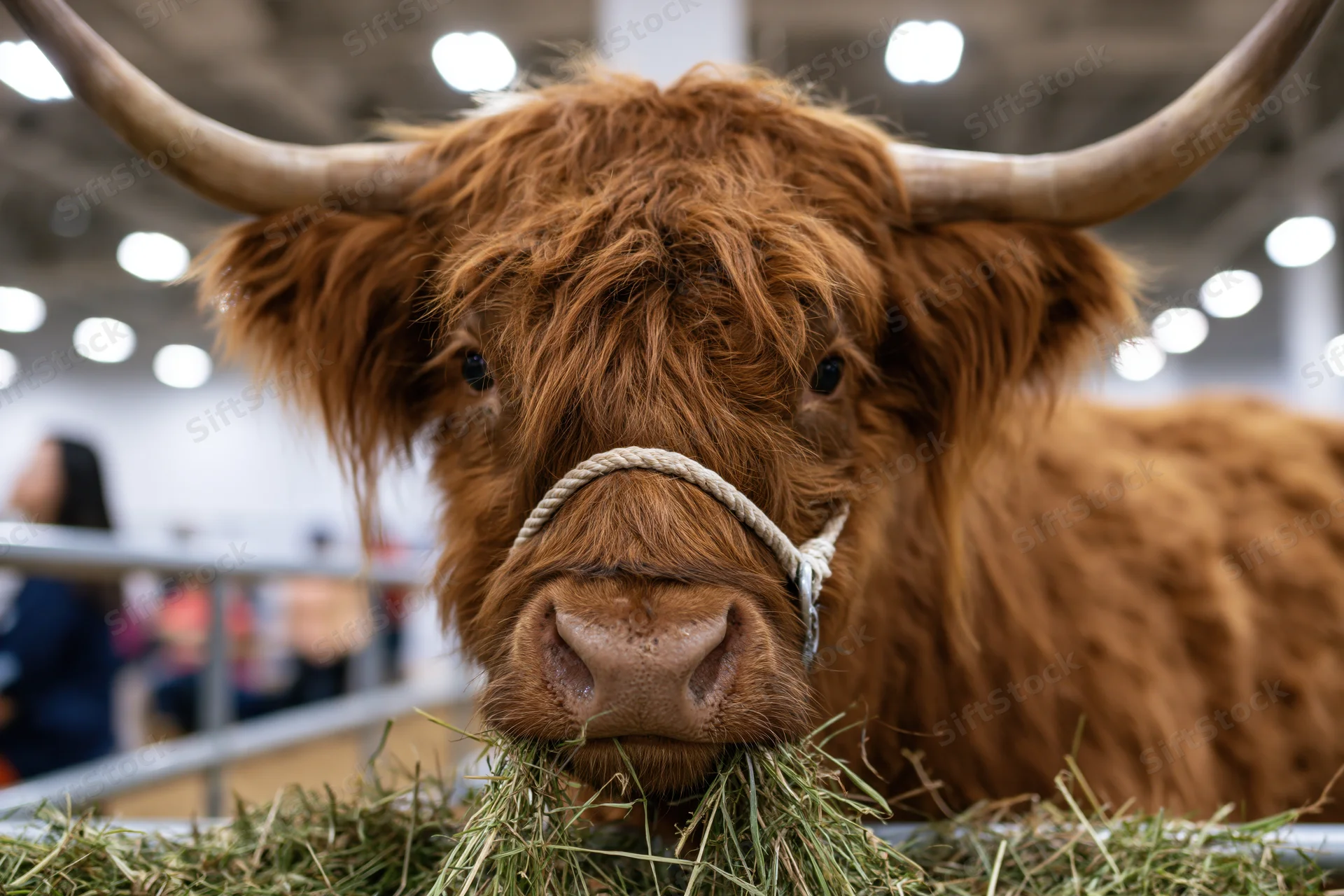 Highland cow eating hay in a feeding trough at an indoor livestock show