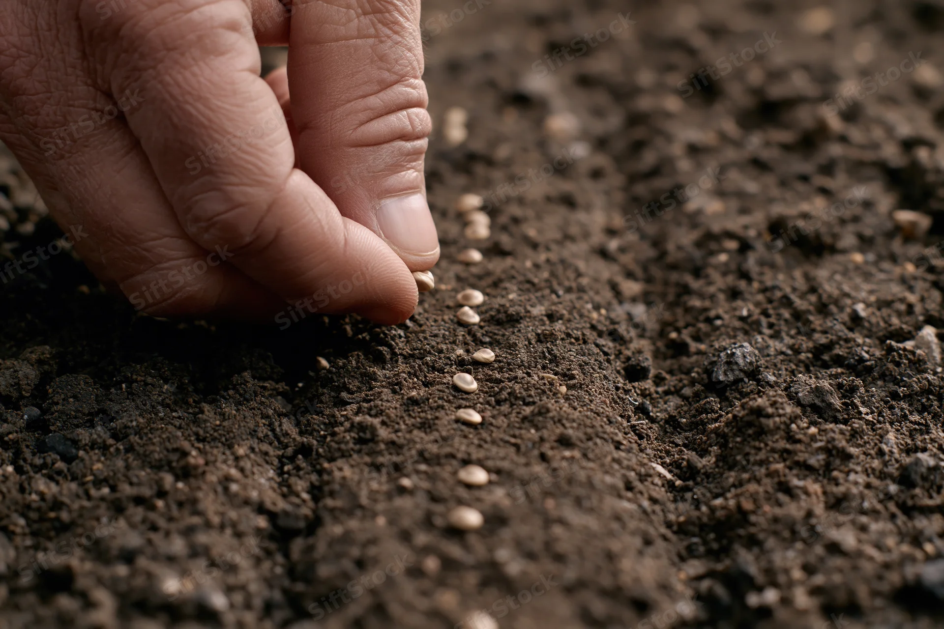 Hand placing seeds in soil for planting
