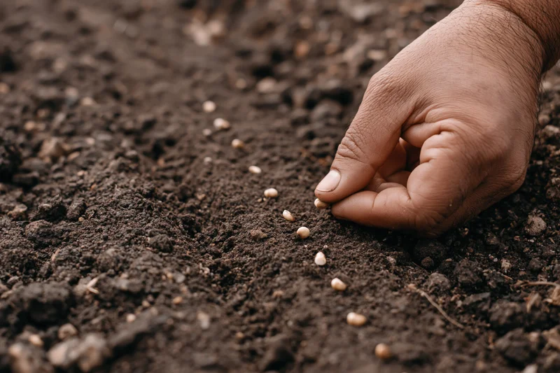Hand placing seeds into dark soil in a garden field