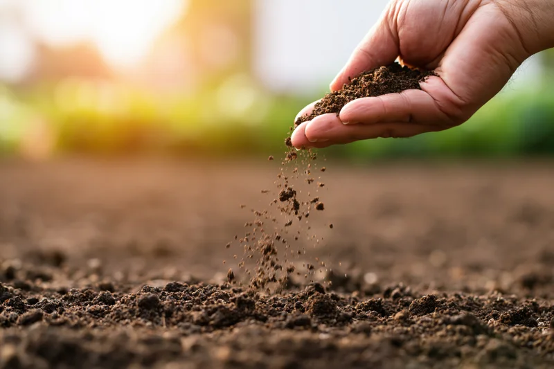 Hand sprinkling soil over tilled earth in a garden field