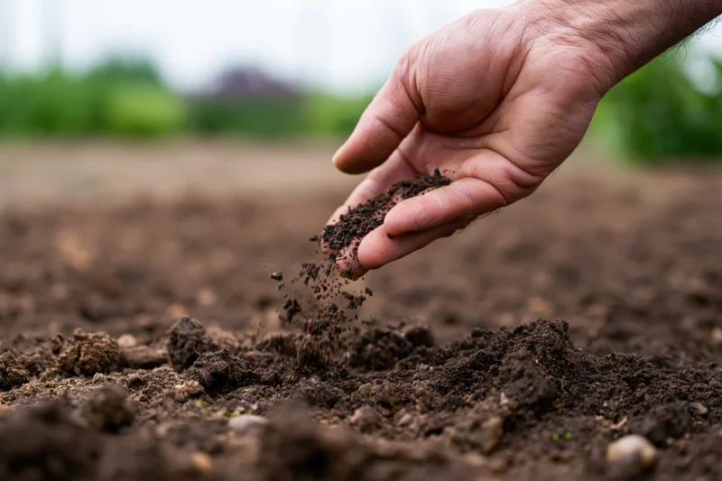 Hand sprinkling soil over tilled earth in a garden field