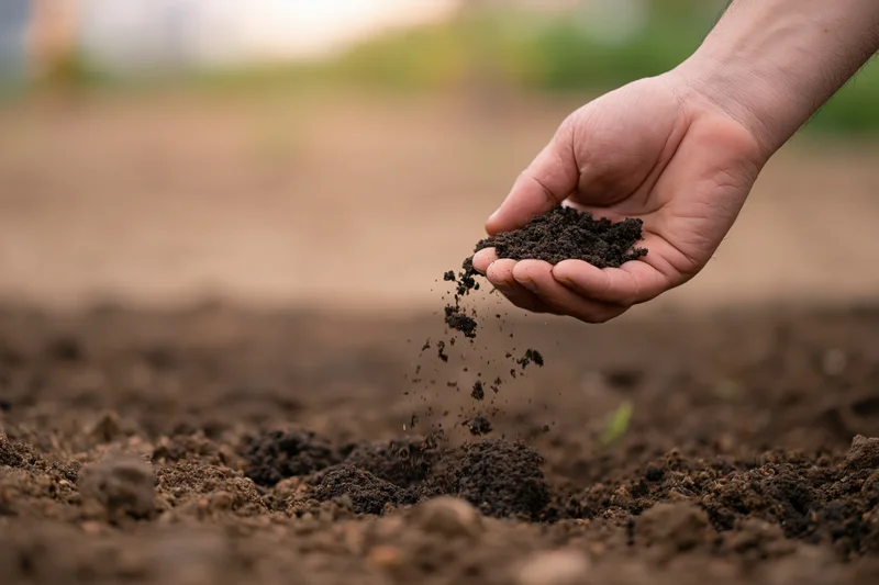 Hand holding and sprinkling soil over tilled farmland