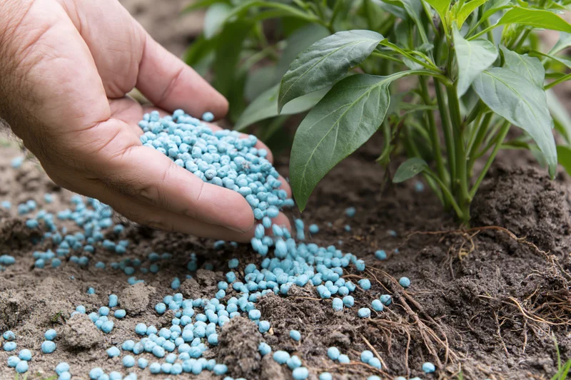 Hand sprinkling blue fertilizer granules onto soil around a green plant in a garden