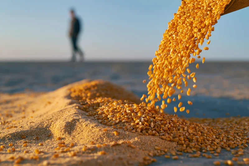 Wheat grains falling from a wooden scoop onto a pile in a field with a farmer in the distance
