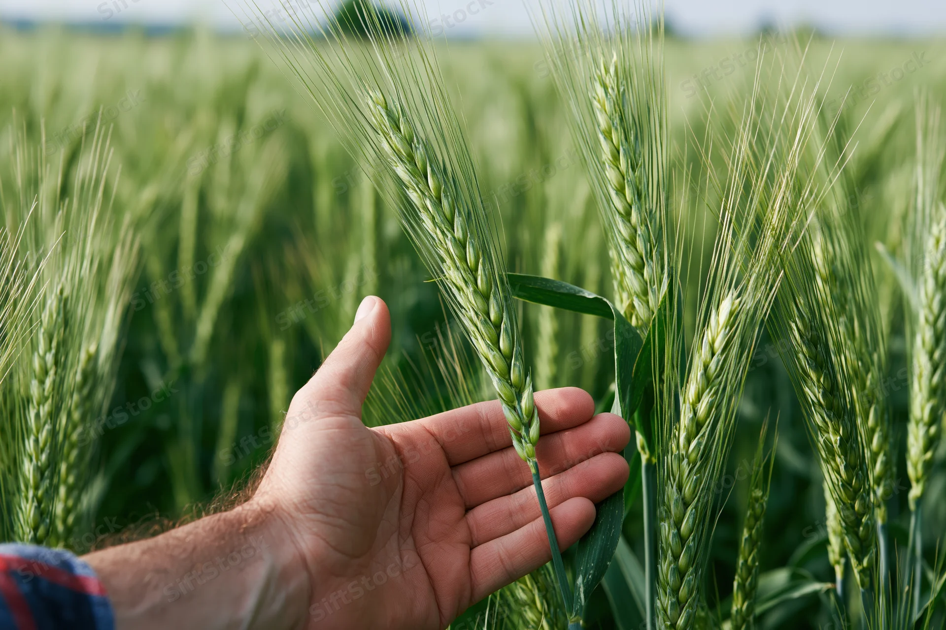 Farmer's hand touching green wheat in a sunlit field
