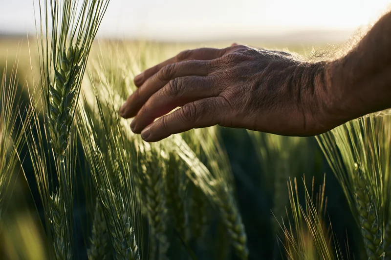 Weathered hand gently touching wheat stalks in a sunlit field