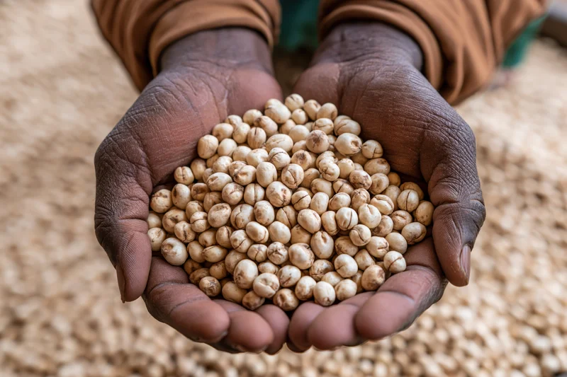 Darkskinned hands holding unroasted coffee beans in a close-up view over a spread of beans