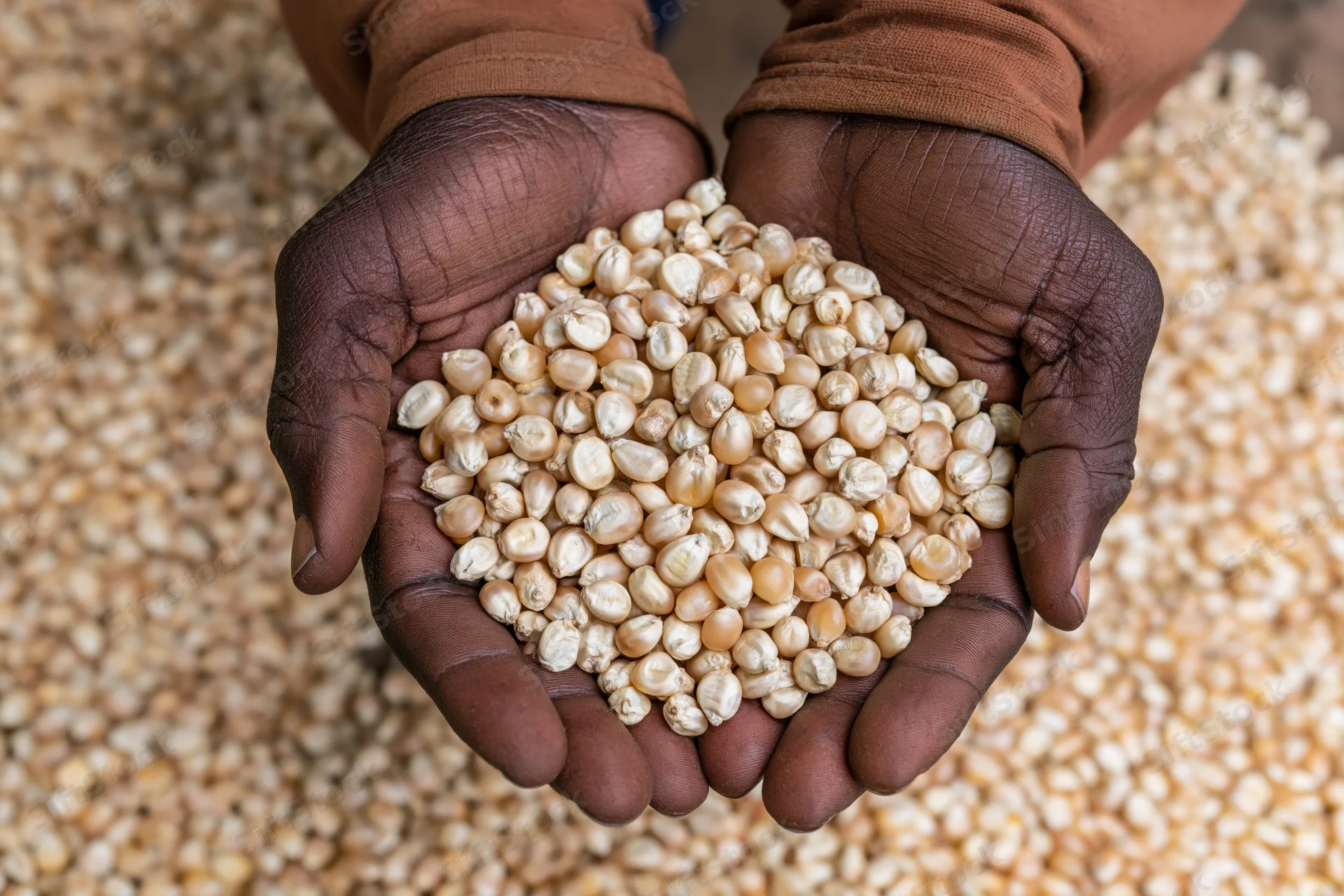Dark-skinned hands holding dried corn kernels over a pile of grain