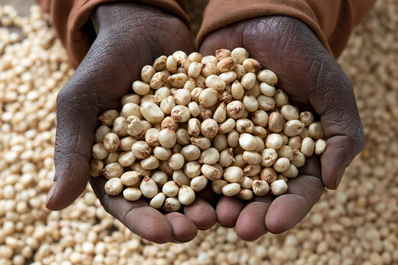 Dark-skinned hands holding a handful of white grains against a background of more grains