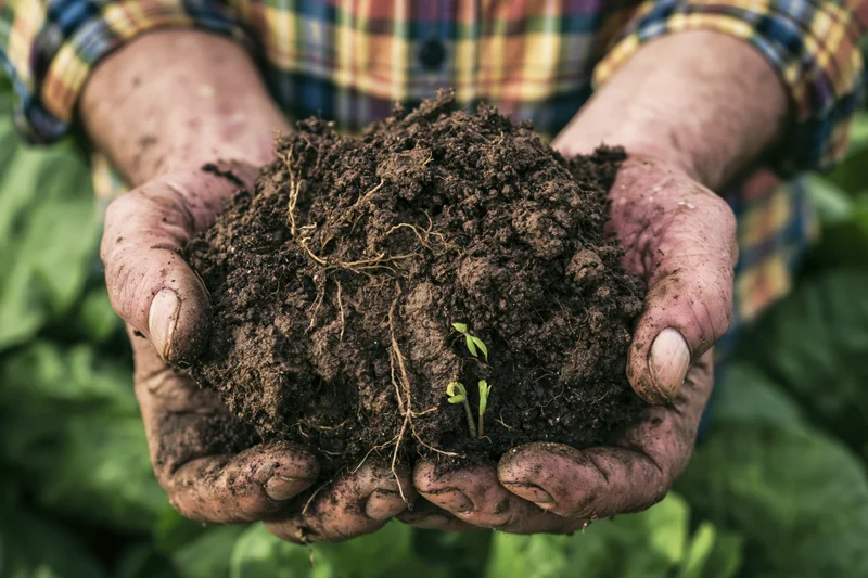 Farmer's hands holding soil with small green seedlings in a garden