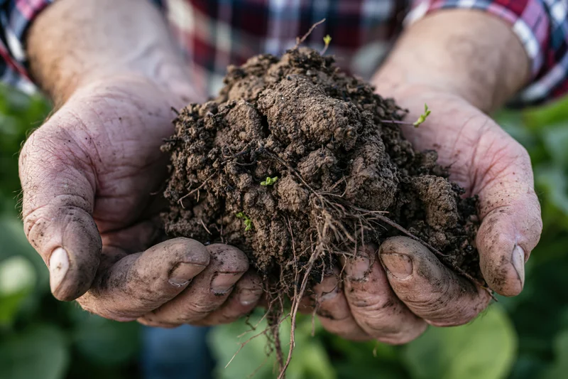 Weathered hands holding rich soil with plant roots and green sprouts in a garden setting