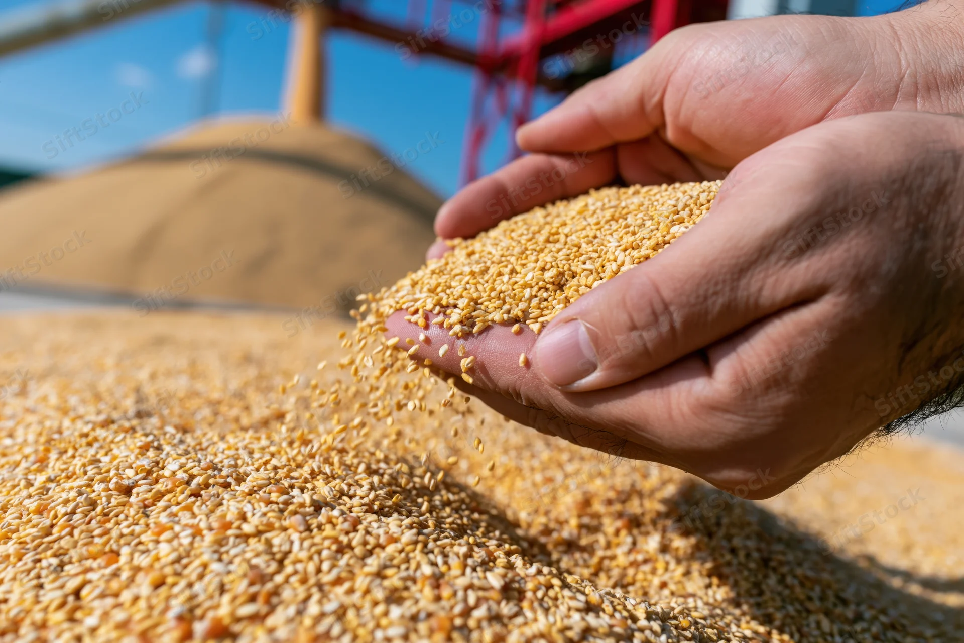 Hands cupping golden wheat grains over a large pile in a farm storage area under sunlight